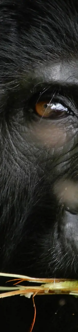 Gorillas in Uganda